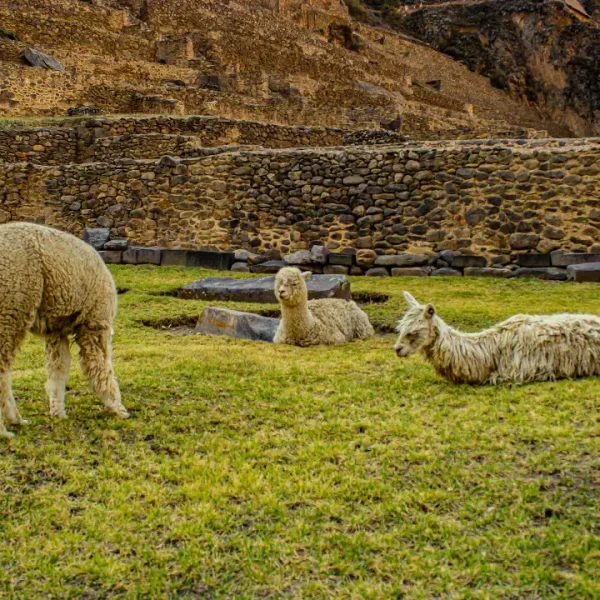 Tour Valle Sagrado + Tren Machupicchu 2D/1N